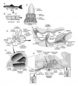 07 Edises Anatomia comparata